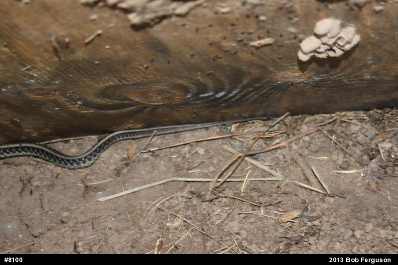Eastern Gartersnake
