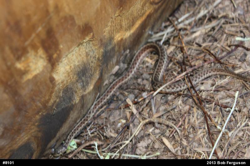 Eastern Gartersnake