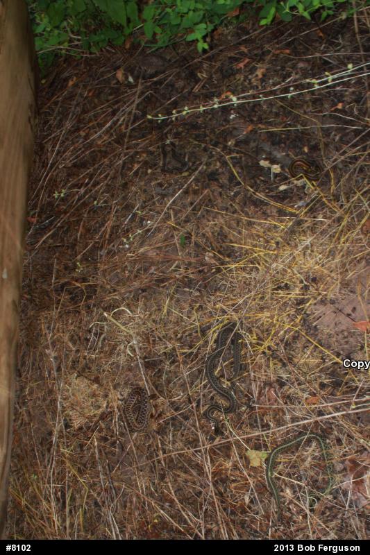 Eastern Gartersnake