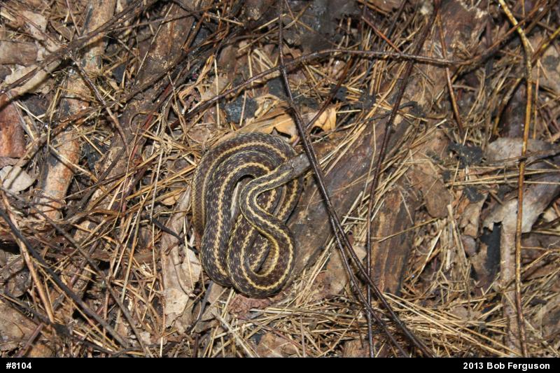 Eastern Gartersnake