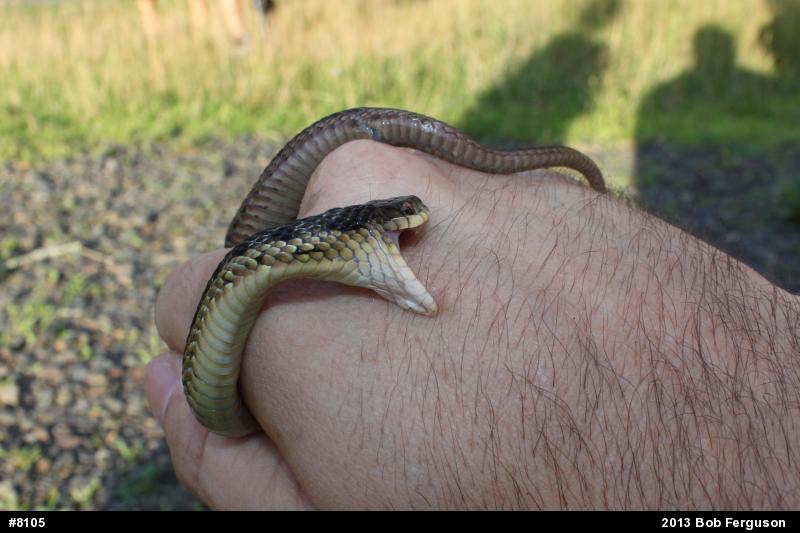 Eastern Gartersnake