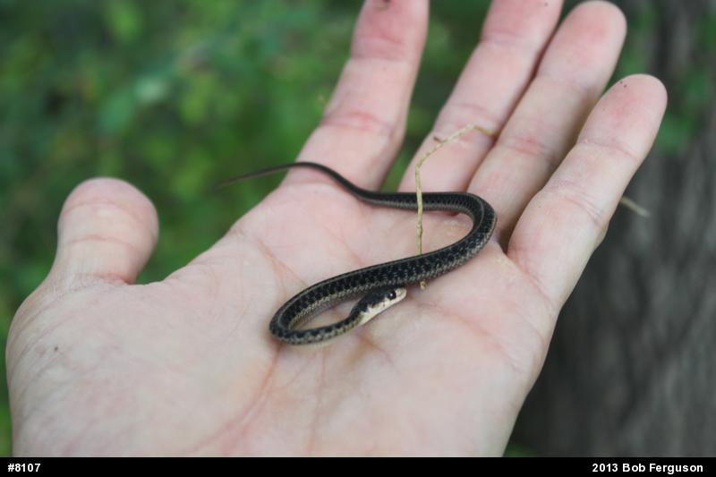Eastern Gartersnake