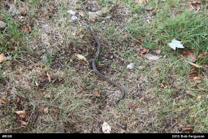 Eastern Gartersnake