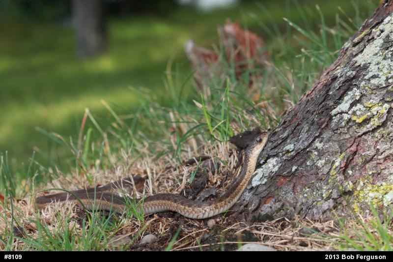 Eastern Gartersnake