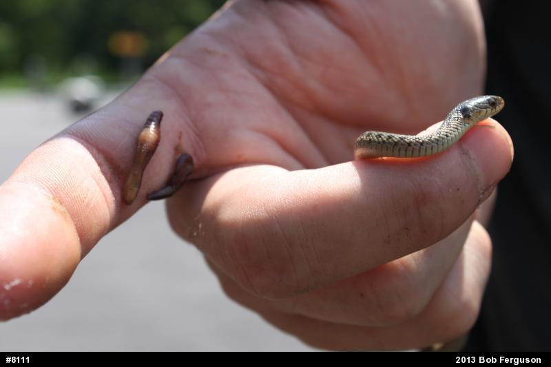 Eastern Gartersnake
