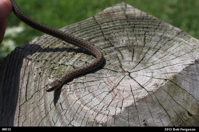 Eastern Gartersnake