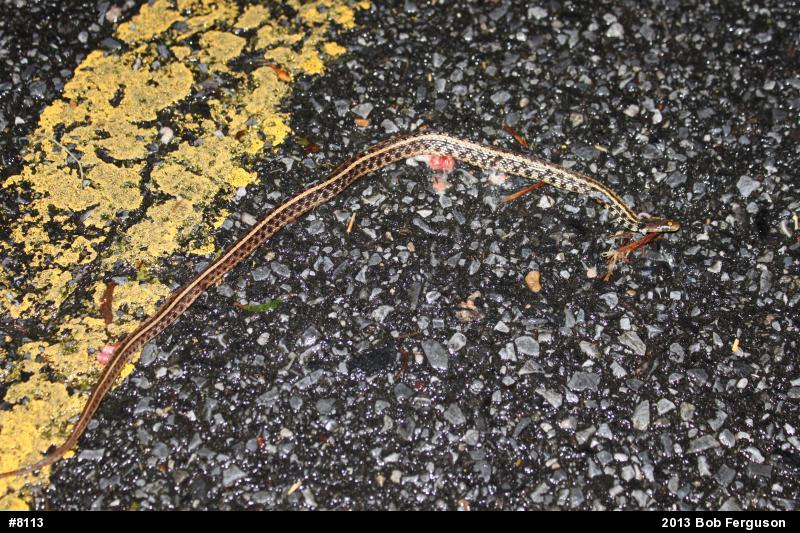 Eastern Gartersnake