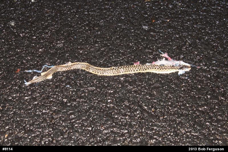 Eastern Gartersnake