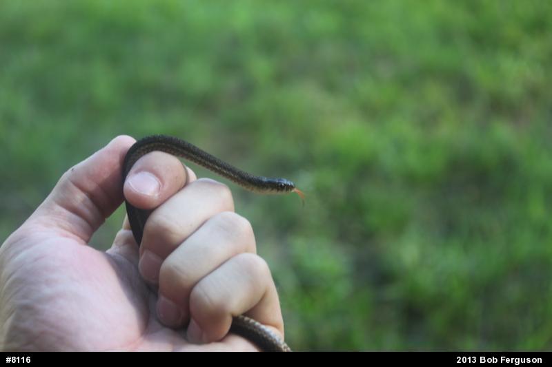 Eastern Gartersnake