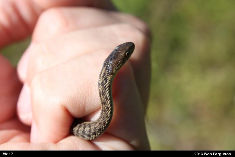 Eastern Gartersnake