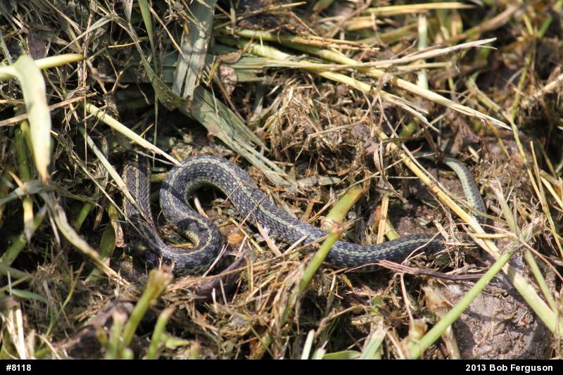 Eastern Gartersnake