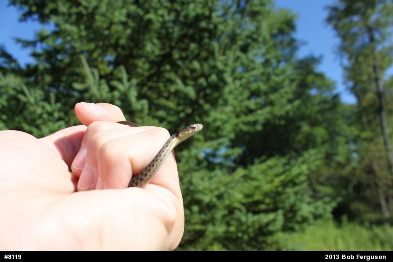 Eastern Gartersnake
