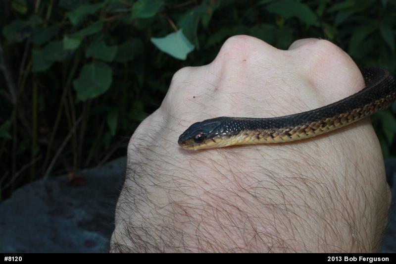 Eastern Gartersnake