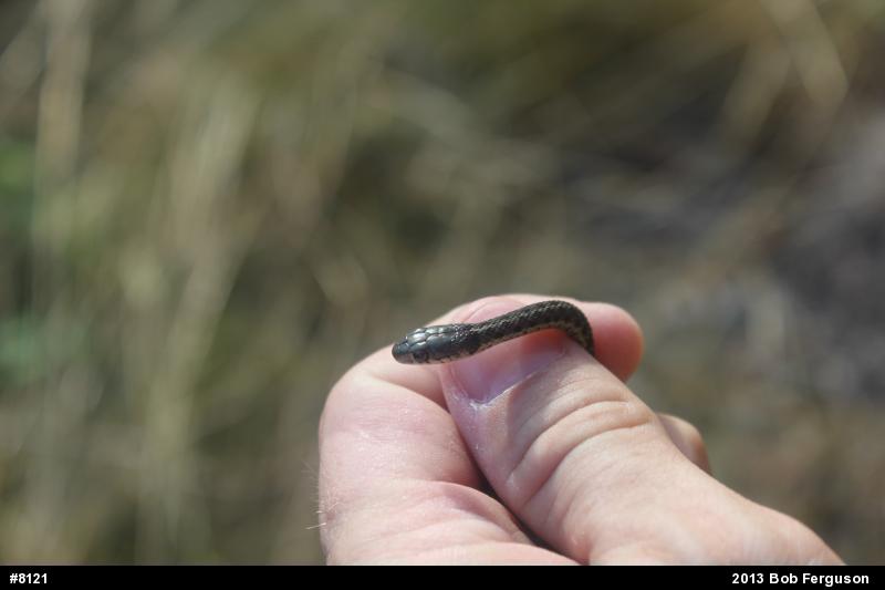 Eastern Gartersnake