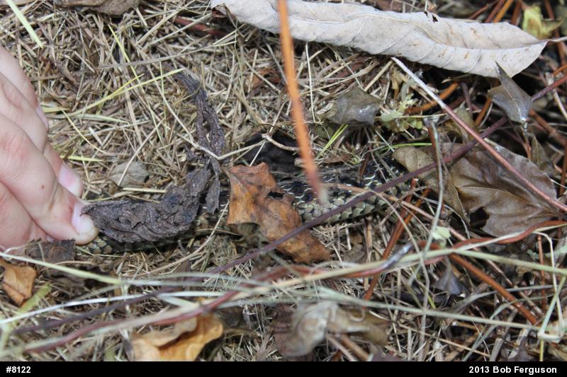 Eastern Gartersnake