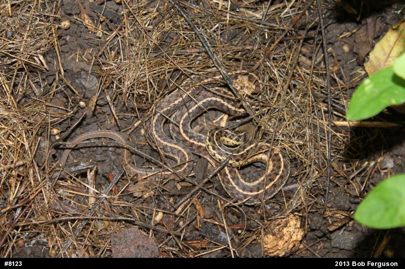 Eastern Gartersnake