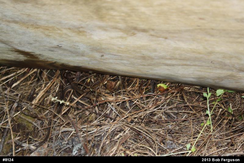 Eastern Gartersnake