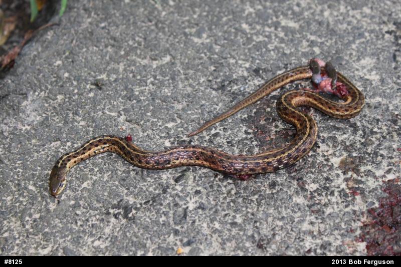 Eastern Gartersnake