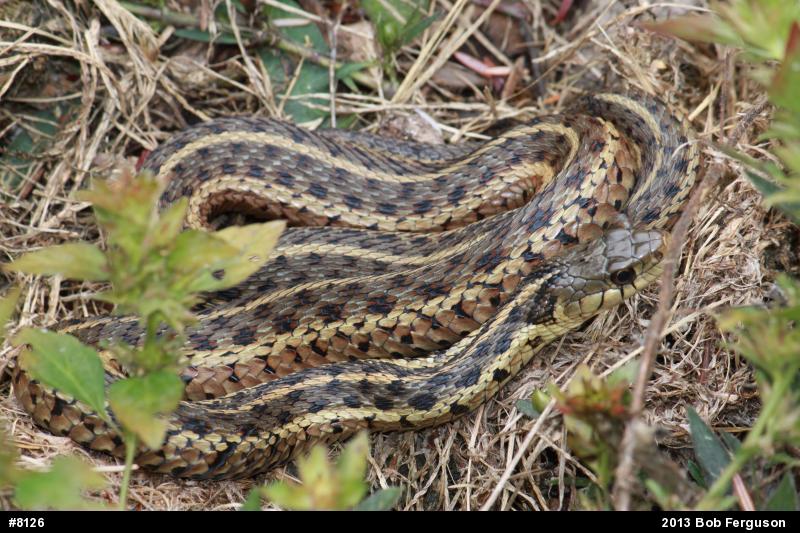 Eastern Gartersnake