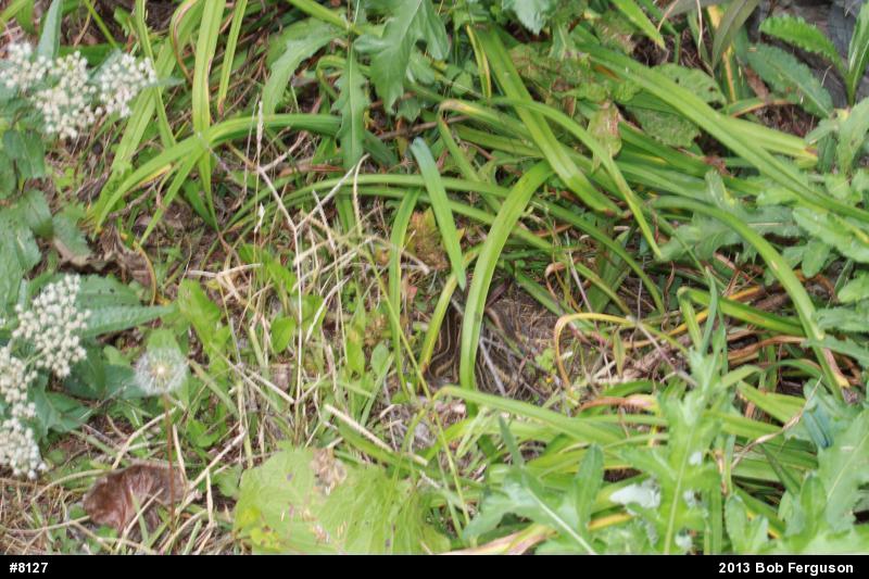 Eastern Gartersnake
