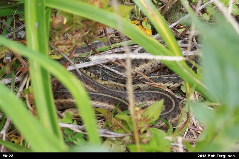 Eastern Gartersnake