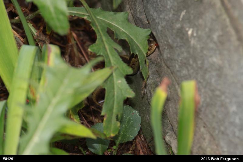 Eastern Gartersnake