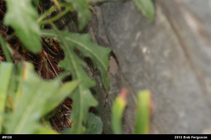 Eastern Gartersnake