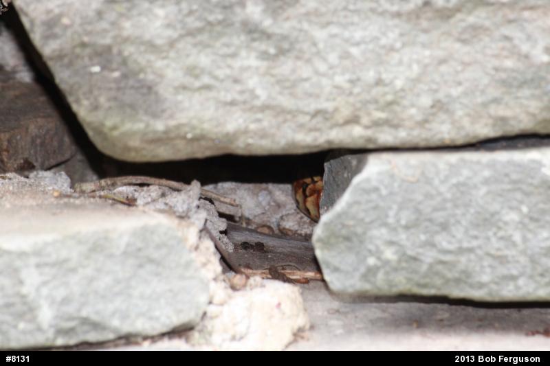 Eastern Gartersnake