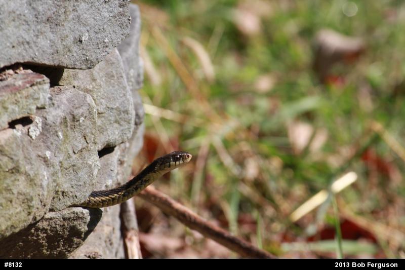 Eastern Gartersnake