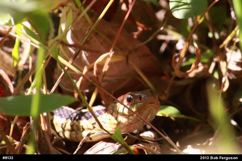 Eastern Gartersnake