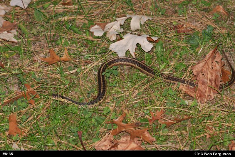 Eastern Gartersnake