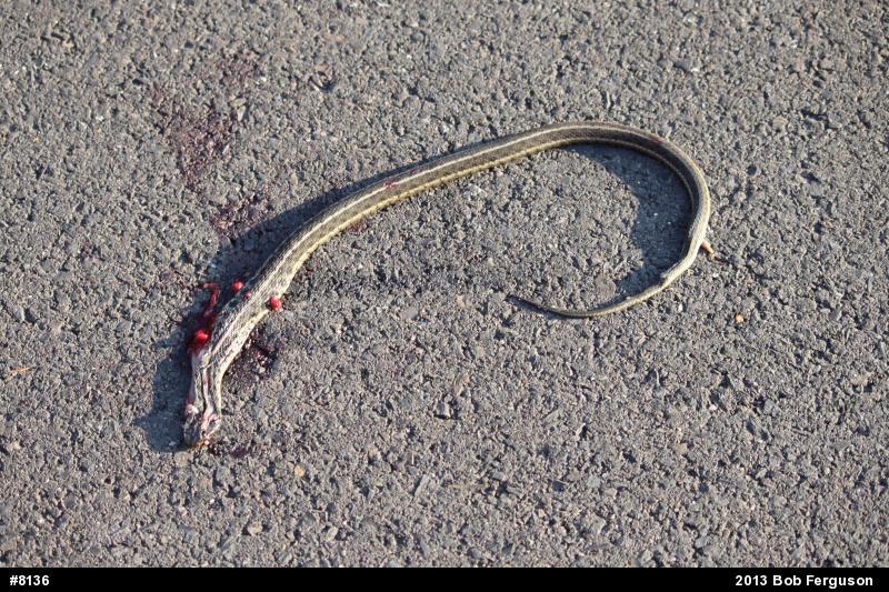 Eastern Gartersnake