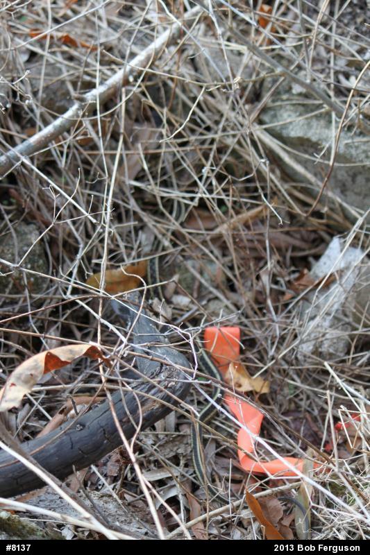 Eastern Gartersnake
