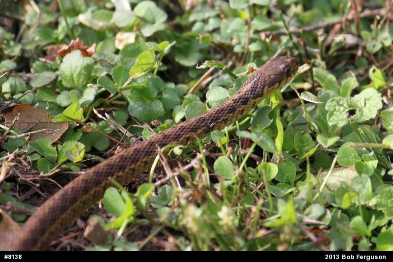 Eastern Gartersnake