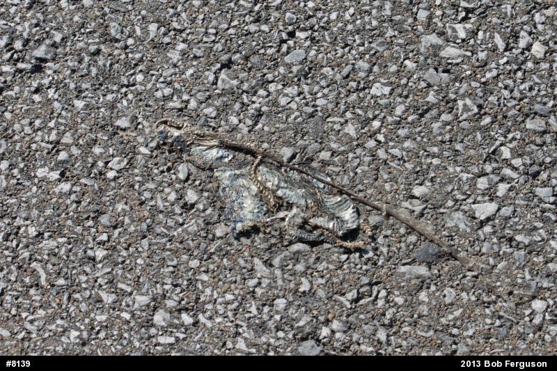 Eastern Gartersnake