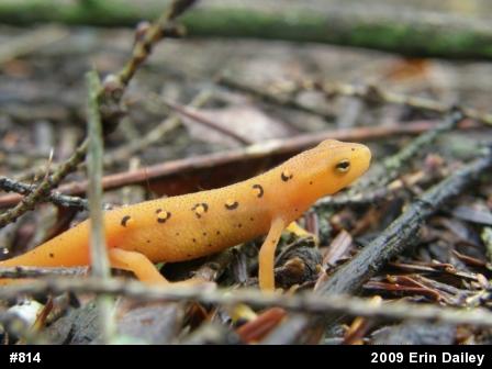 Red-spotted Newt