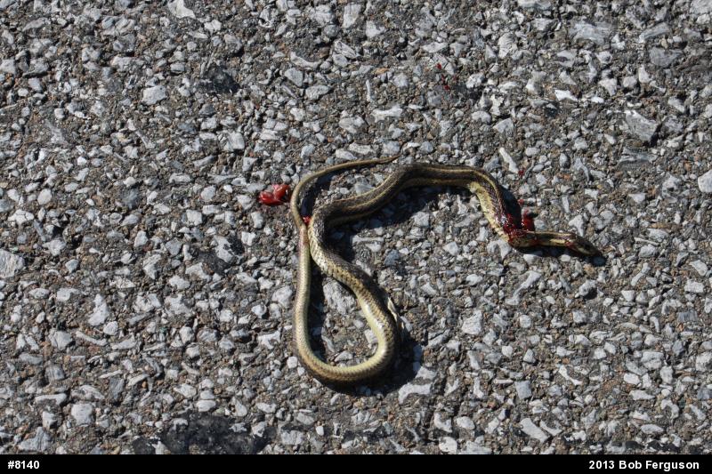 Eastern Gartersnake