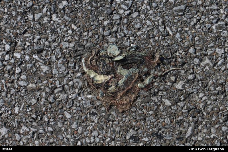 Eastern Gartersnake