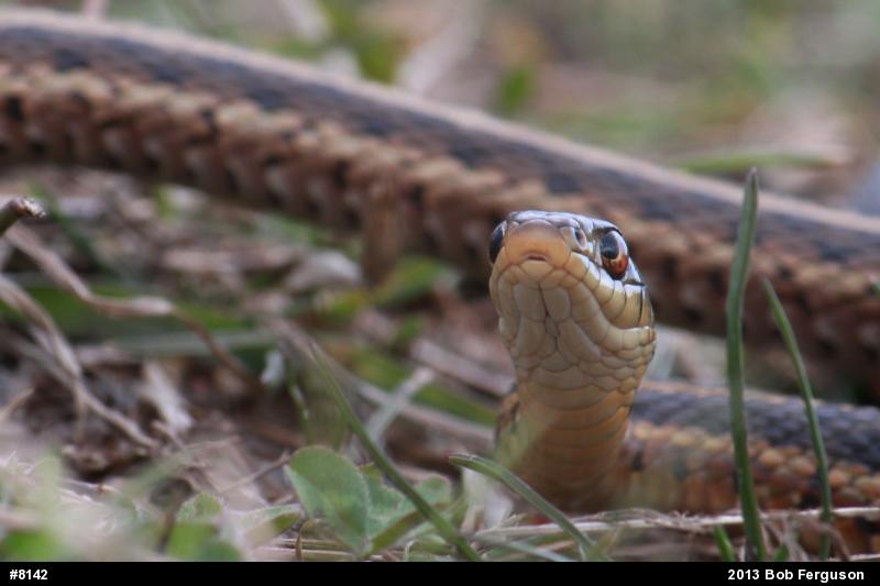 Eastern Gartersnake