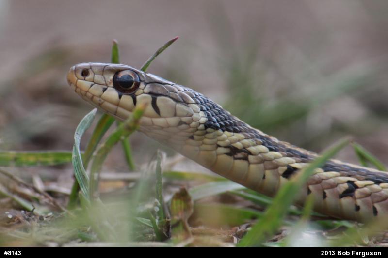 Eastern Gartersnake