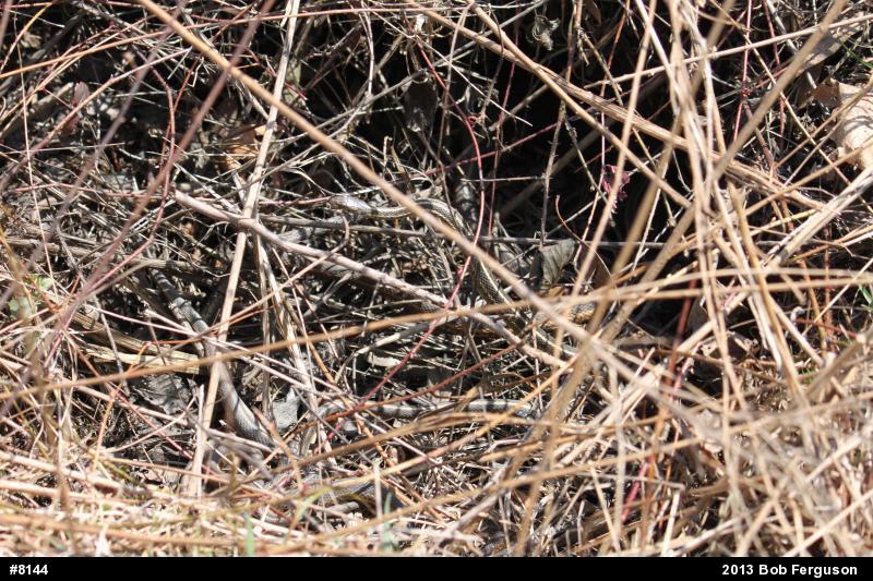 Eastern Gartersnake