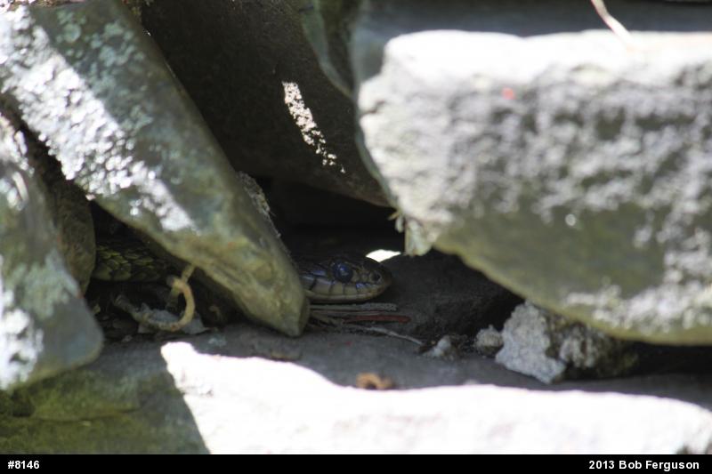 Eastern Gartersnake