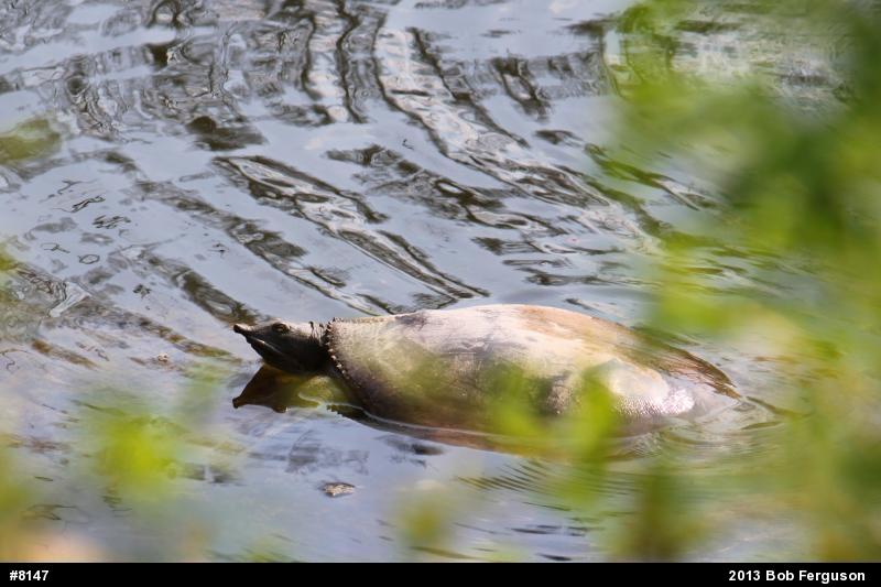Eastern Spiny Softshell