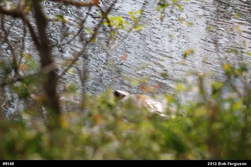 Eastern Spiny Softshell