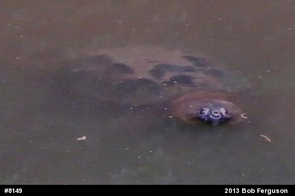 Snapping Turtle