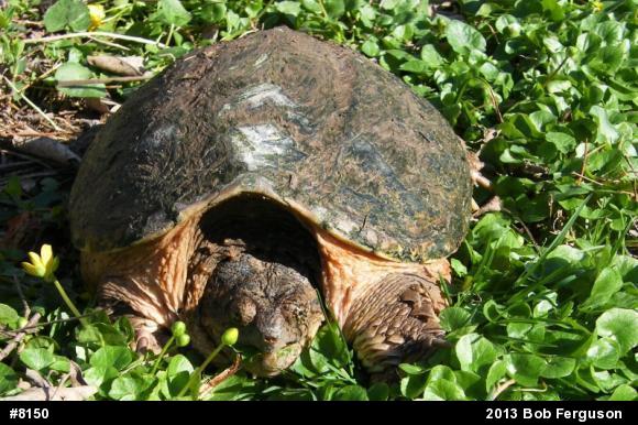 Snapping Turtle