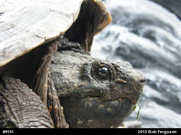Snapping Turtle