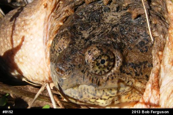 Snapping Turtle