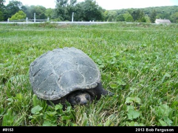 Snapping Turtle