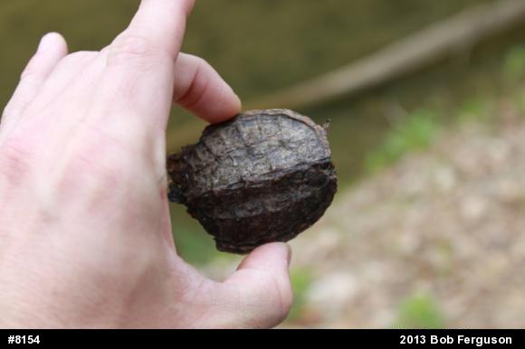 Snapping Turtle
